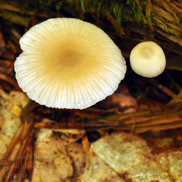 Helmovka hladká Schlüpfriger Helmling Rustohiippo Ivoormycena Bruskhette Grzybówka gładka Mицена гладкая Prilbička hladká Halhätta Mycena laevigata