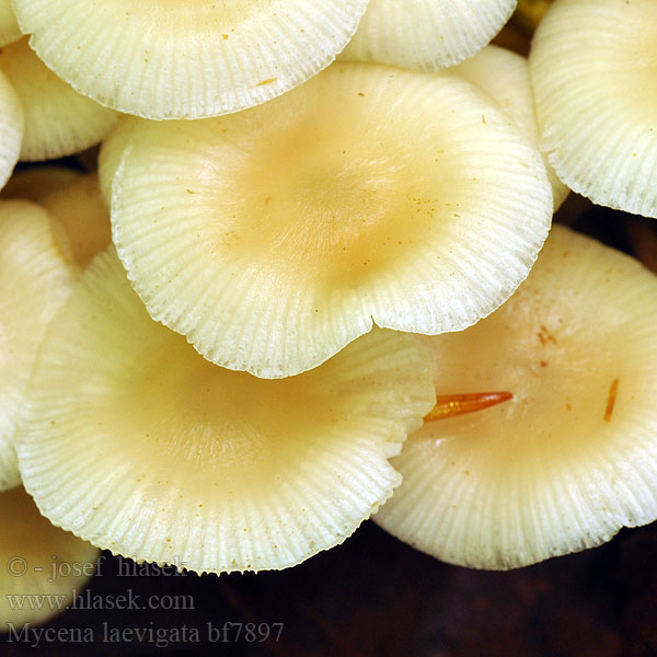 Schlüpfriger Helmling Rustohiippo Ivoormycena Bruskhette Grzybówka gładka Mицена гладкая Prilbička hladká Halhätta Mycena laevigata Helmovka hladká