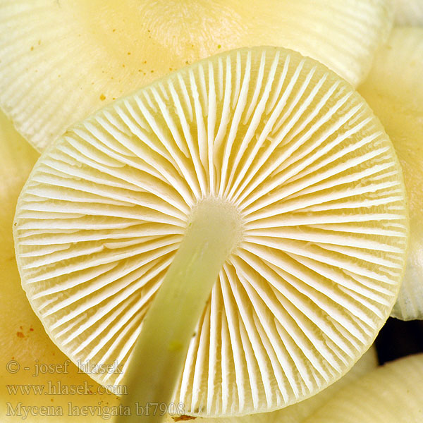 Mycena laevigata bf7908