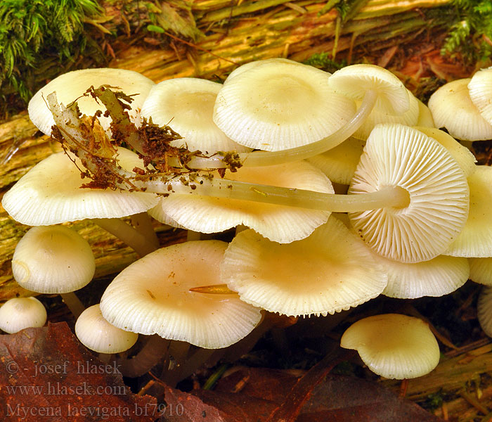 Grzybówka gładka Mицена гладкая Prilbička hladká Halhätta Mycena laevigata Helmovka hladká Schlüpfriger Helmling Rustohiippo Ivoormycena Bruskhette