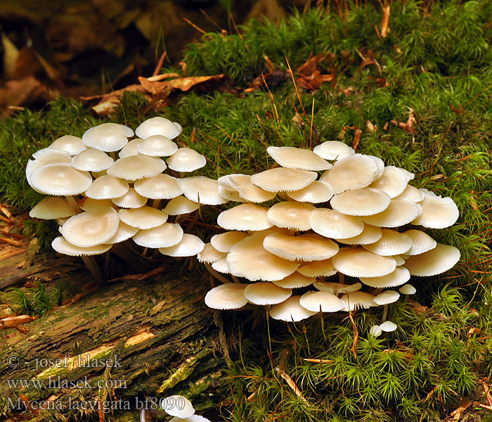 Mицена гладкая Prilbička hladká Halhätta Mycena laevigata Helmovka hladká Schlüpfriger Helmling Rustohiippo Ivoormycena Bruskhette Grzybówka gładka