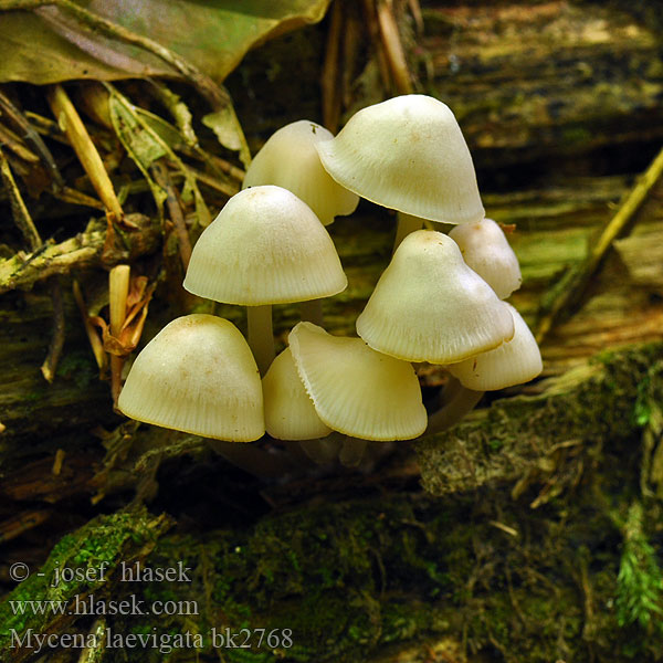 Prilbička hladká Halhätta Mycena laevigata Helmovka hladká Schlüpfriger Helmling Rustohiippo Ivoormycena Bruskhette Grzybówka gładka Mицена гладкая