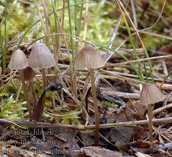 Mycena leptocephala Nitrous Bonnet Helmovka ojíněná Klor-huesvamp Ammoniakkihiippo Mycène chapeau mince Stinkmycena Salétromos kígyógomba Fleischbräunlicher Helmling Grauer Nitrathelmling Liten luthette Grzybówka chlorowonna Мицена тонкошляпковая Prilbička inovaťová Klorova čeladica Klorhätta