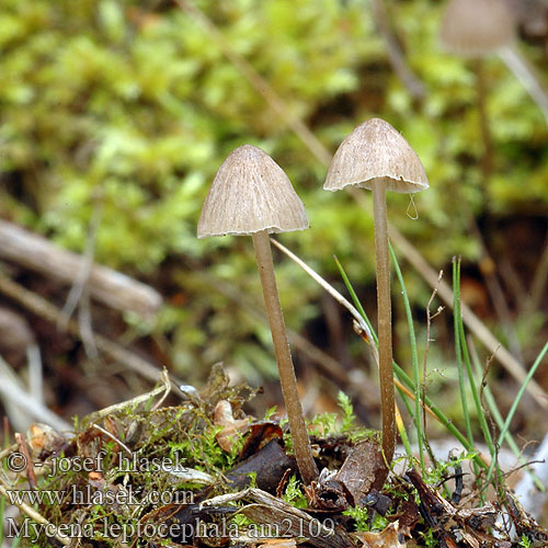 Ammoniakkihiippo Mycène chapeau mince Stinkmycena Salétromos kígyógomba Fleischbräunlicher Helmling Grauer Nitrathelmling Liten luthette Grzybówka chlorowonna Мицена тонкошляпковая Prilbička inovaťová Klorova čeladica Klorhätta Mycena leptocephala Nitrous Bonnet Helmovka ojíněná Klor-huesvamp