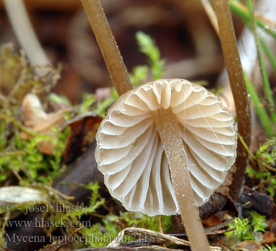 Mycena leptocephala am2118