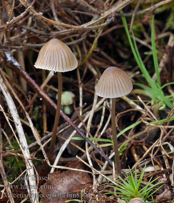 Mycena_leptocephala_bm8593