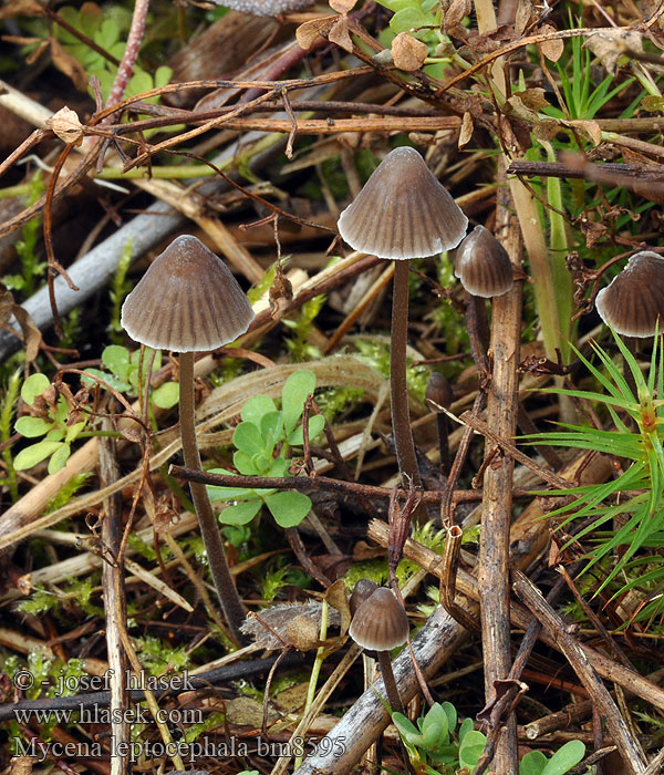 Prilbička inovaťová Klorova čeladica Klorhätta Mycena leptocephala Nitrous Bonnet Helmovka ojíněná Klor-huesvamp Ammoniakkihiippo Mycène chapeau mince Stinkmycena Salétromos kígyógomba Fleischbräunlicher Helmling Grauer Nitrathelmling Liten luthette Grzybówka chlorowonna Мицена тонкошляпковая
