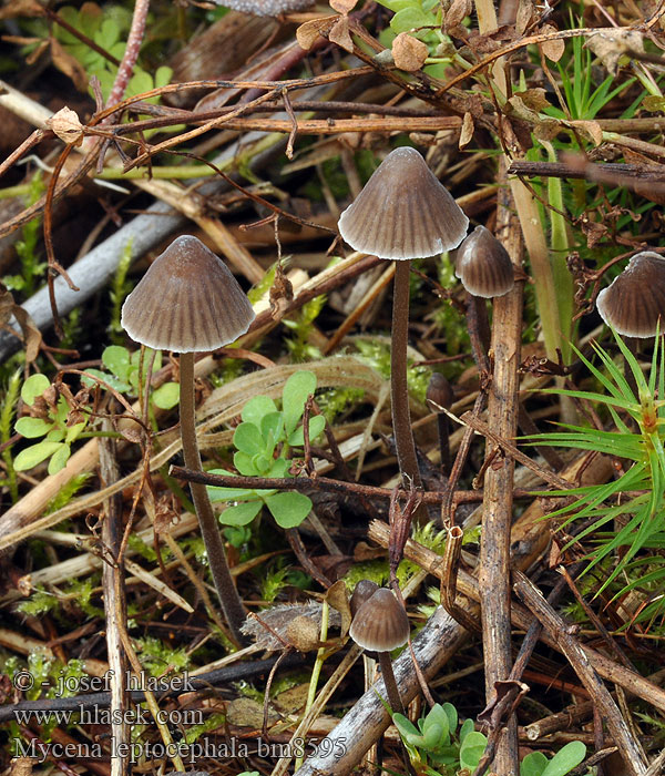 Mycena_leptocephala_bm8595