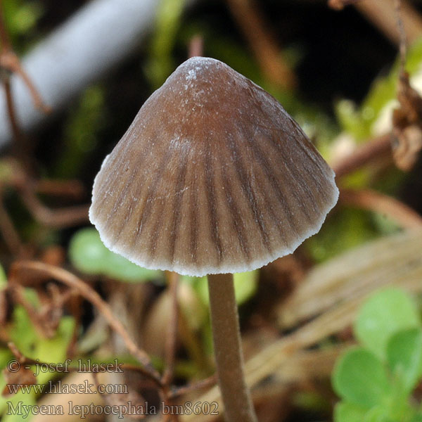 Klorhätta Mycena leptocephala Nitrous Bonnet Helmovka ojíněná Klor-huesvamp Ammoniakkihiippo Mycène chapeau mince Stinkmycena Salétromos kígyógomba Fleischbräunlicher Helmling Grauer Nitrathelmling Liten luthette Grzybówka chlorowonna Мицена тонкошляпковая Prilbička inovaťová Klorova čeladica