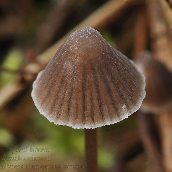 Nitrous Bonnet Helmovka ojíněná Klor-huesvamp Ammoniakkihiippo Mycène chapeau mince Stinkmycena Salétromos kígyógomba Fleischbräunlicher Helmling Grauer Nitrathelmling Liten luthette Grzybówka chlorowonna Мицена тонкошляпковая Prilbička inovaťová Klorova čeladica Klorhätta Mycena leptocephala