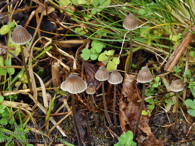 Helmovka ojíněná Klor-huesvamp Ammoniakkihiippo Mycène chapeau mince Stinkmycena Salétromos kígyógomba Fleischbräunlicher Helmling Grauer Nitrathelmling Liten luthette Grzybówka chlorowonna Мицена тонкошляпковая Prilbička inovaťová Klorova čeladica Klorhätta Mycena leptocephala Nitrous Bonnet