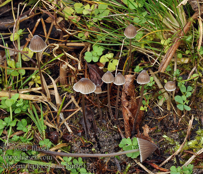 Klor-huesvamp Ammoniakkihiippo Mycène chapeau mince Stinkmycena Salétromos kígyógomba Fleischbräunlicher Helmling Grauer Nitrathelmling Liten luthette Grzybówka chlorowonna Мицена тонкошляпковая Prilbička inovaťová Klorova čeladica Klorhätta Mycena leptocephala Nitrous Bonnet Helmovka ojíněná