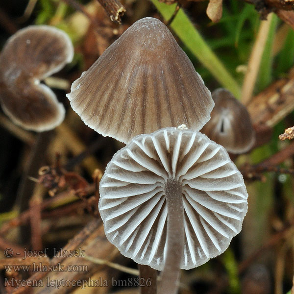 Mycena_leptocephala_bm8626