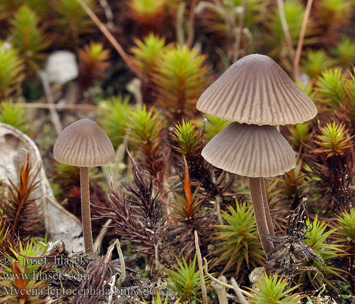 Mycena leptocephala Nitrous Bonnet Helmovka ojíněná Klor-huesvamp Ammoniakkihiippo Mycène chapeau mince Stinkmycena Salétromos kígyógomba Fleischbräunlicher Helmling Grauer Nitrathelmling Liten luthette Grzybówka chlorowonna Мицена тонкошляпковая Prilbička inovaťová Klorova čeladica Klorhätta