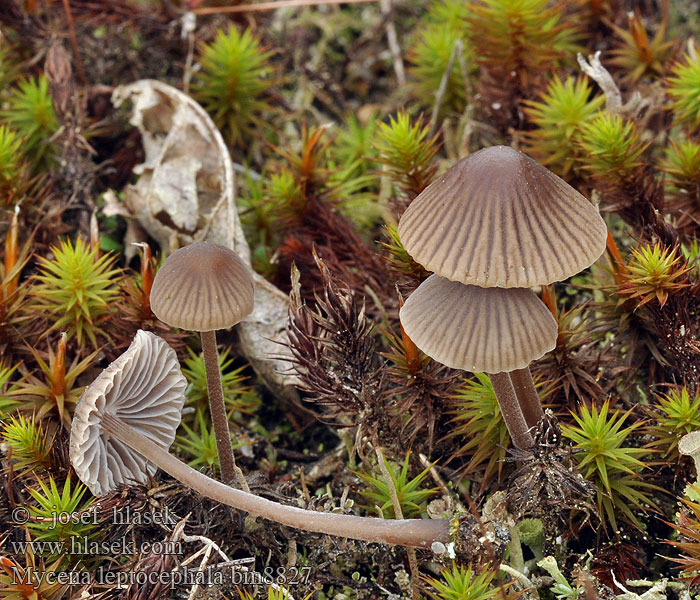 Mycène chapeau mince Stinkmycena Salétromos kígyógomba Fleischbräunlicher Helmling Grauer Nitrathelmling Liten luthette Grzybówka chlorowonna Мицена тонкошляпковая Prilbička inovaťová Klorova čeladica Klorhätta Mycena leptocephala Nitrous Bonnet Helmovka ojíněná Klor-huesvamp Ammoniakkihiippo