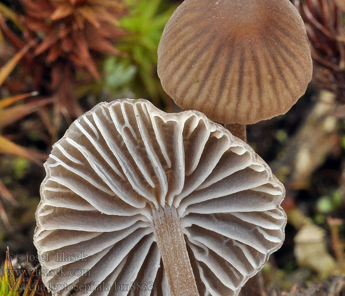 Stinkmycena Salétromos kígyógomba Fleischbräunlicher Helmling Grauer Nitrathelmling Liten luthette Grzybówka chlorowonna Мицена тонкошляпковая Prilbička inovaťová Klorova čeladica Klorhätta Mycena leptocephala Nitrous Bonnet Helmovka ojíněná Klor-huesvamp Ammoniakkihiippo Mycène chapeau mince