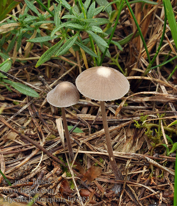 Mycena_leptocephala_bp3383