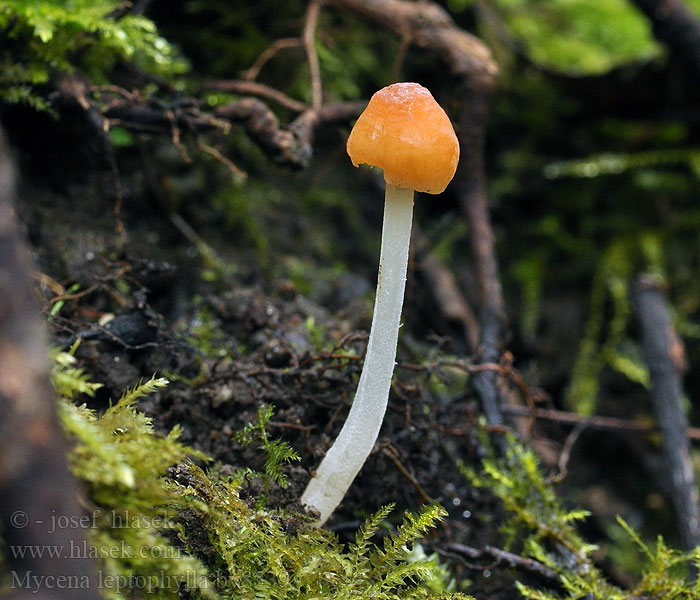 Mycena leptophylla Helmovka tenkolupenná Aprikosenfarbige Helmling