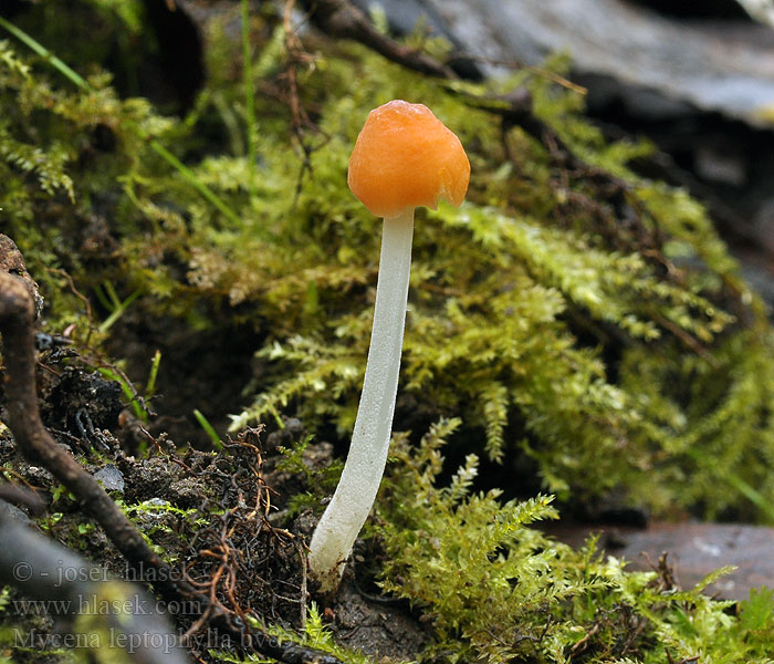 Mycena leptophylla Grzybówka morelowa Abrikos-huesvamp