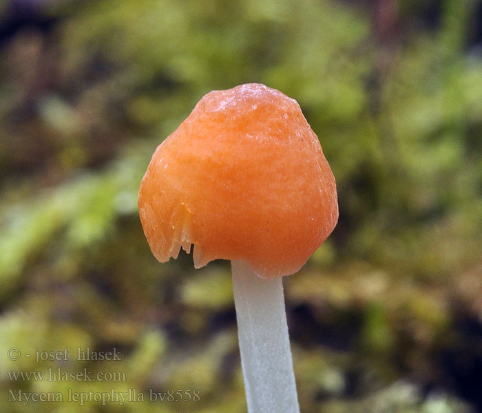 Mycena leptophylla Aprikoshätta Mycène lames minces