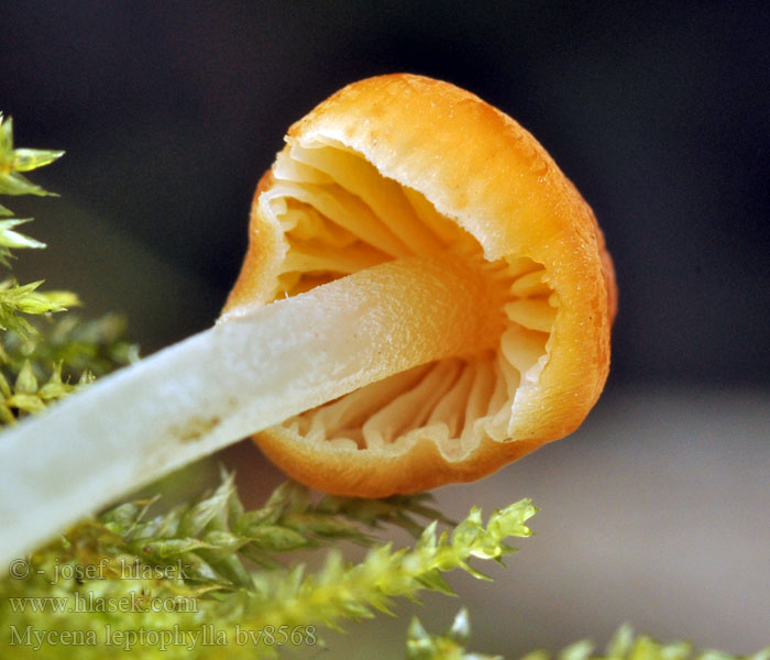 Mycena leptophylla Helmovka tenkolupenná Мицена тонкошляпковая