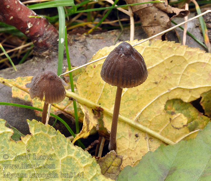 Mycena leucogala Helmovka bělomléčná Weissmilchender Schwarzhelmling