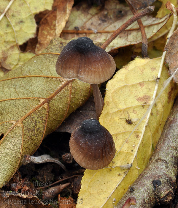 Weissmilchender Schwarzhelmling Melksteelmycena Grzybówka mleczajowa