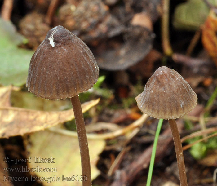 Mycena_leucogala_bm8150