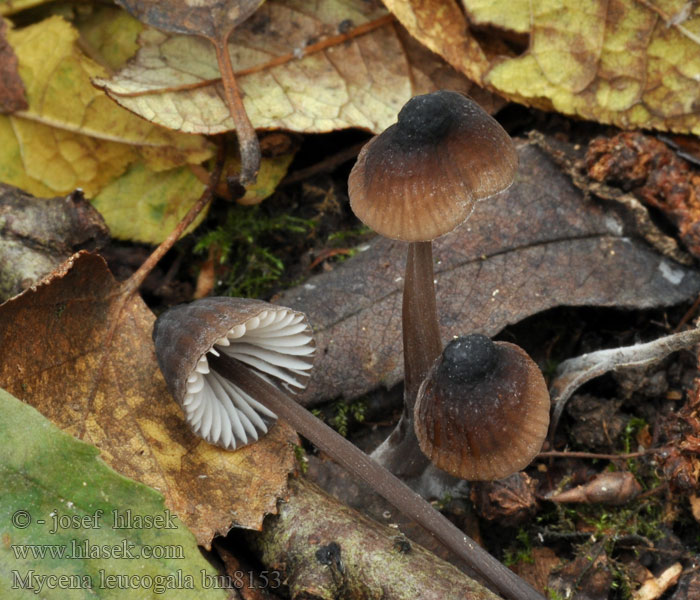 Мицена леукогала Mycena leucogala Helmovka bělomléčná