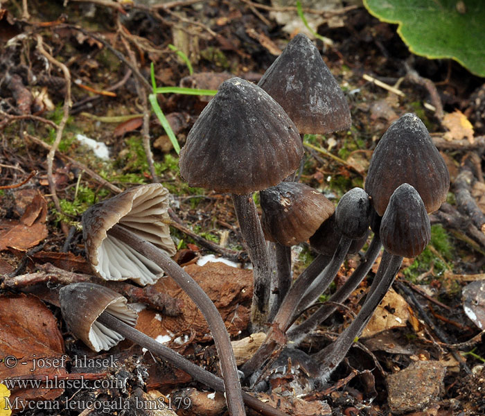 Helmovka bělomléčná Weissmilchender Schwarzhelmling Melksteelmycena