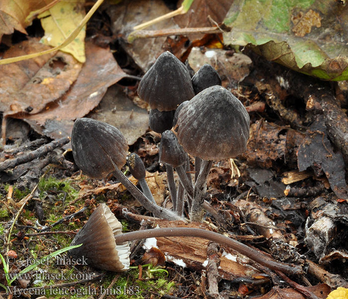 Melksteelmycena Grzybówka mleczajowa Nokimaitohiippo Мицена леукогала