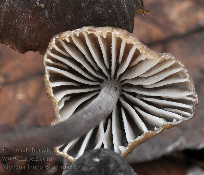 Nokimaitohiippo Мицена леукогала Mycena leucogala