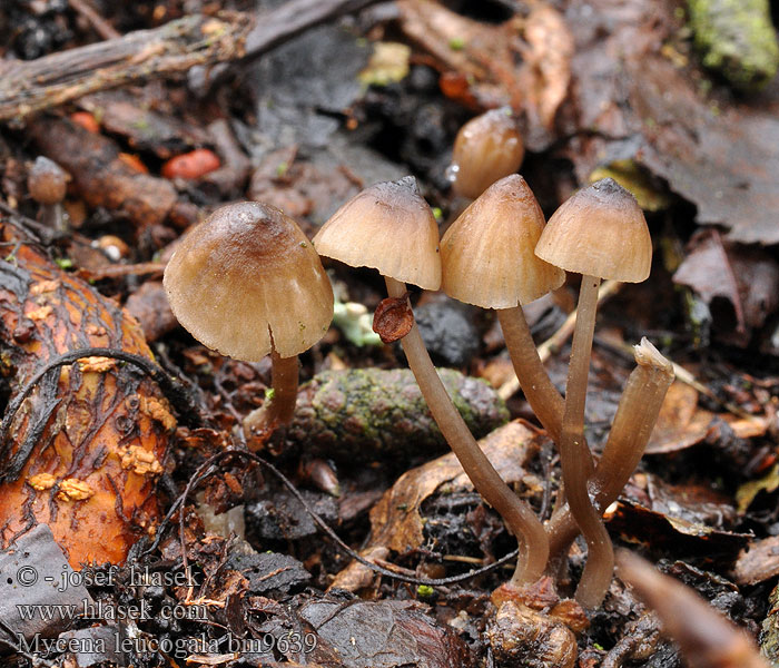 Mycena leucogala Nokimaitohiippo Мицена леукогала