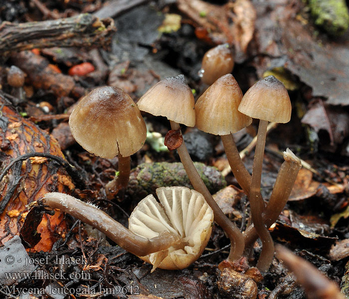 Мицена леукогала Mycena leucogala Nokimaitohiippo