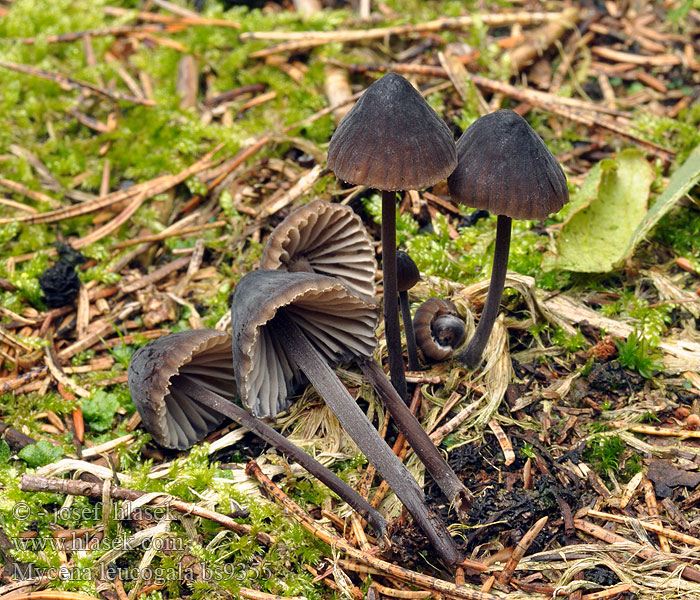 Mycena leucogala Мицена леукогала