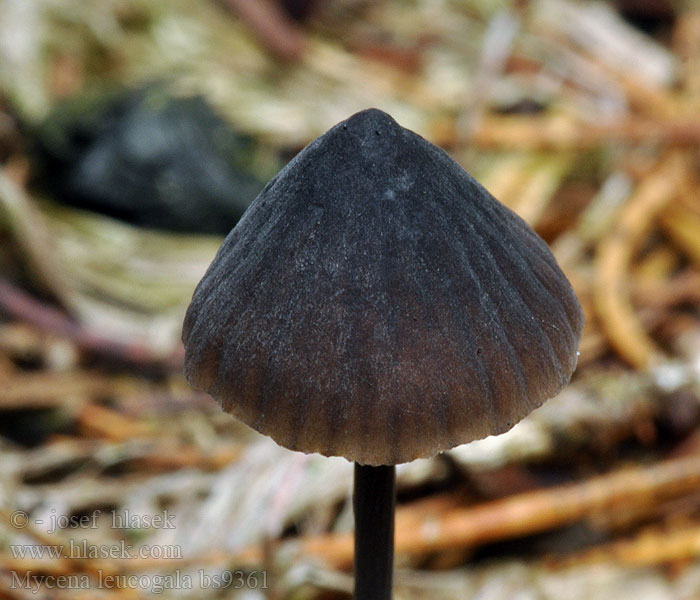 Mycena leucogala Helmovka bělomléčná