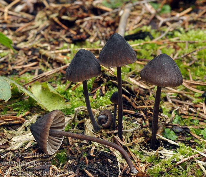 Mycena leucogala Weissmilchender Schwarzhelmling