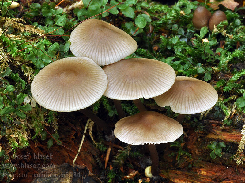 Mycena maculata Helmovka skvrnitá Gefleckte Helmling