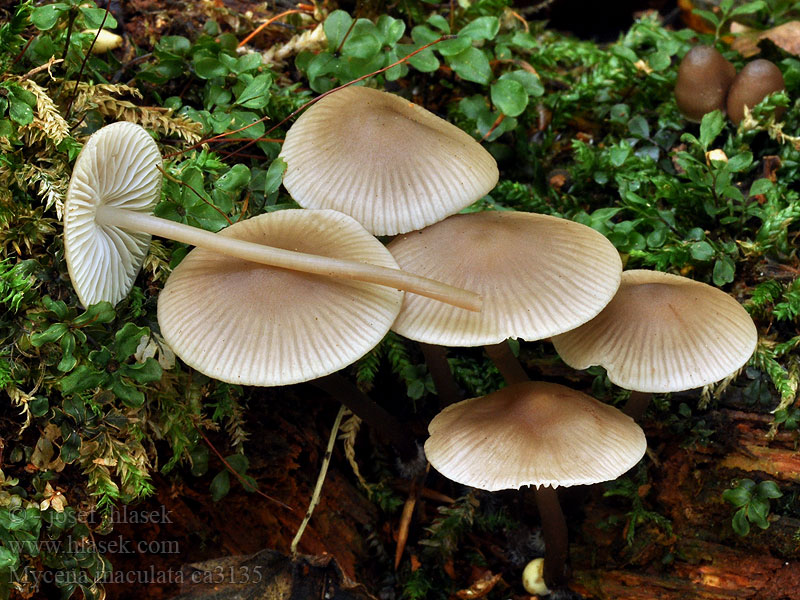 Gevlekte mycena Grzybówka plamista Prilbička škvrnitá