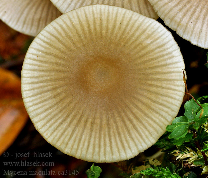 Flekkskivehette Reddish-spotted Mycena