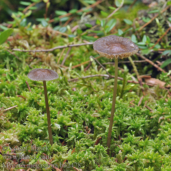 Mycena megaspora uracea Helmovka velkovýtrusá Grosssporiger Helmling