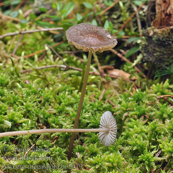 Grosssporiger Helmling Veenmycena Grzybówka wielkozarodnikowa