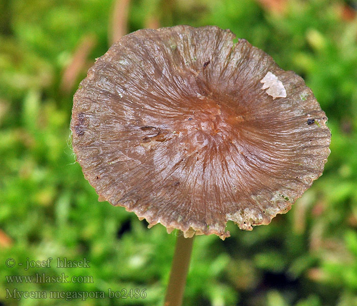 Mycena_megaspora_bo2486