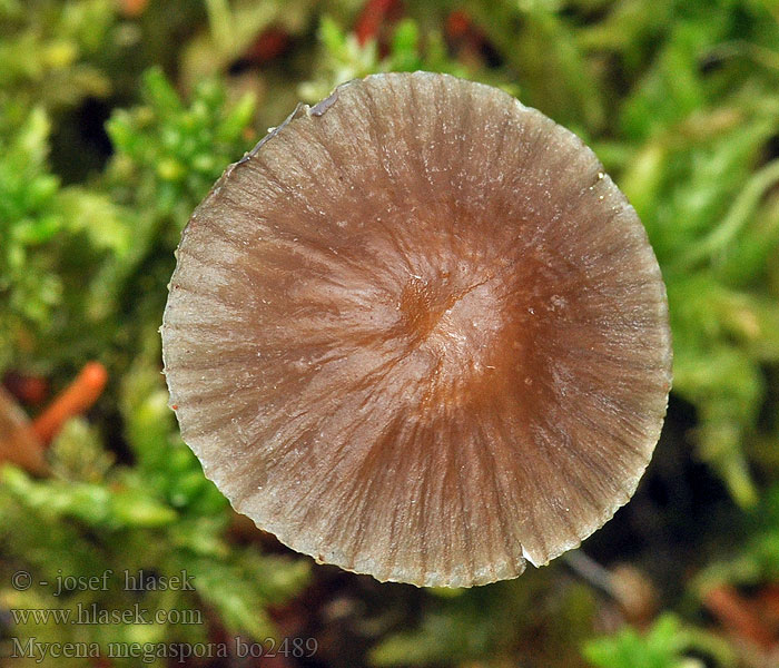 Мицена крупноспоровая Rooting bonnet Mycena megaspora uracea