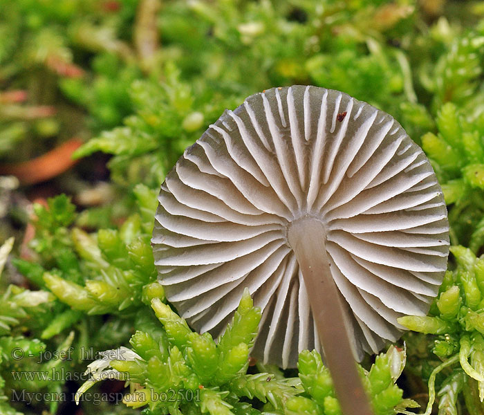 Helmovka velkovýtrusá Grosssporiger Helmling Veenmycena