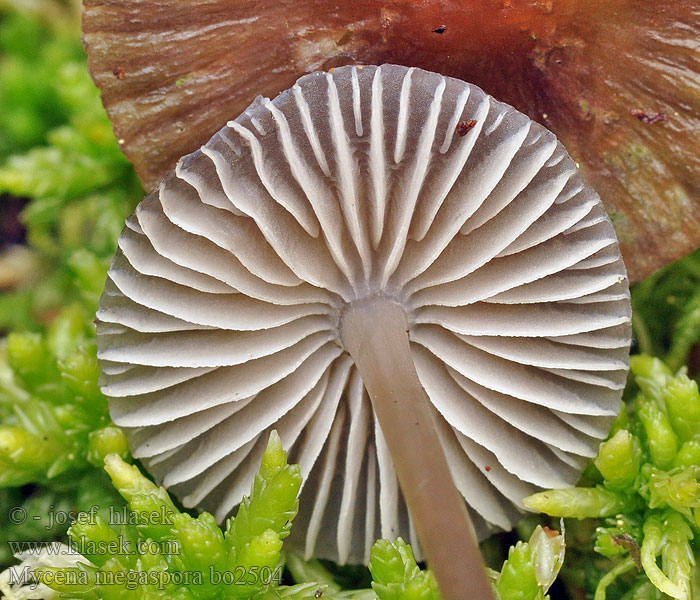 Mycena_megaspora_bo2504