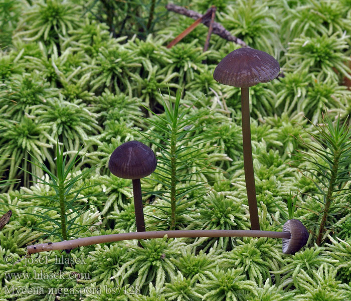 Mycena megaspora uracea Helmovka velkovýtrusá