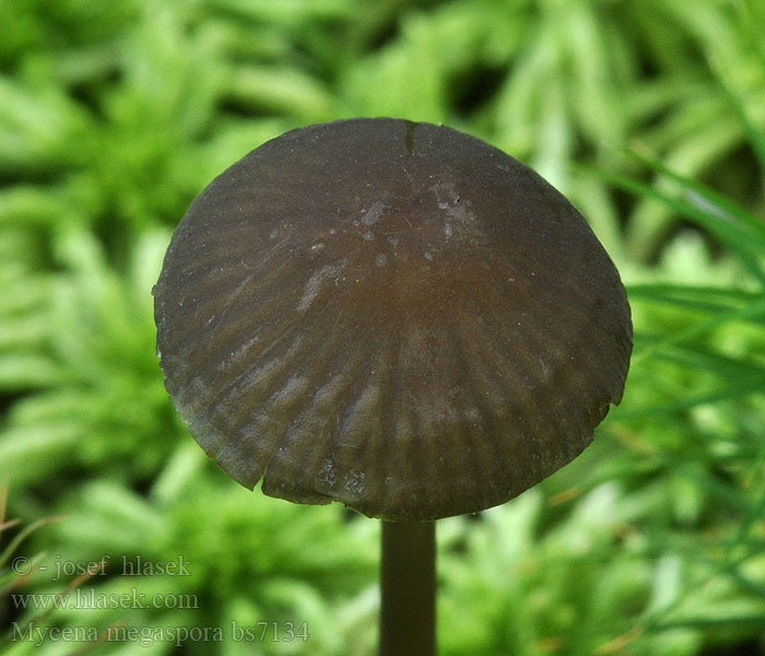 Mycena megaspora uracea Grosssporiger Helmling