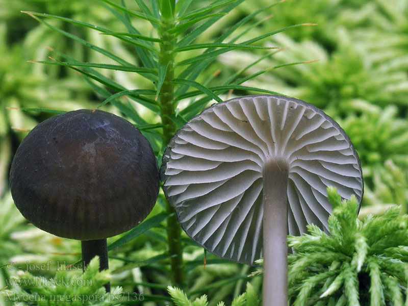 Mycena megaspora uracea Veenmycena