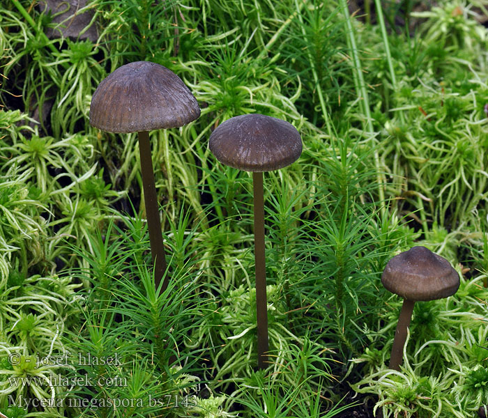 Mycena megaspora Grzybówka wielkozarodnikowa